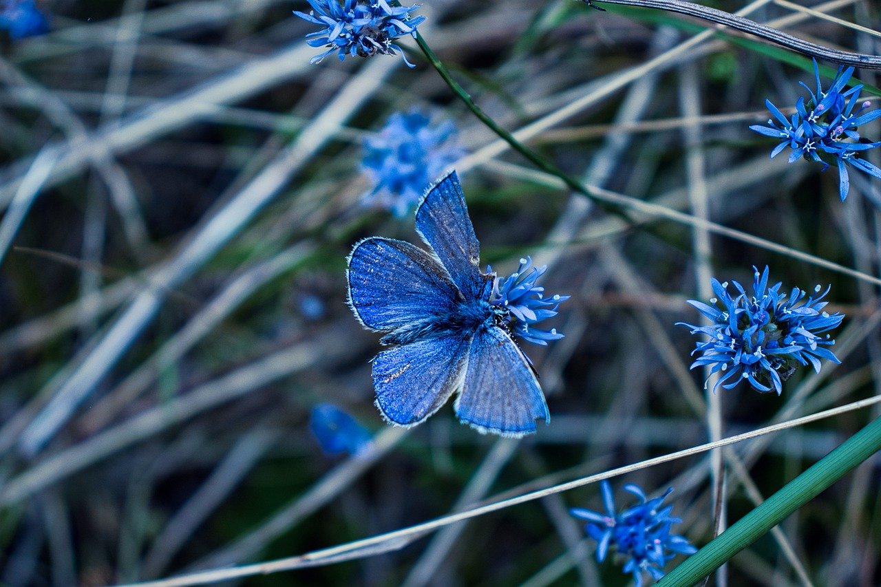 Papillon bleu - Cabinet Leslie Buisson